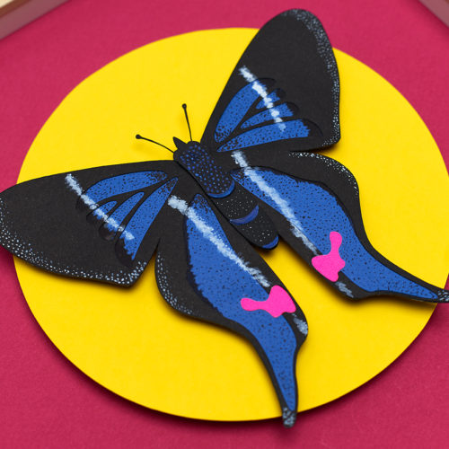 Rhetus Periander Butterfly