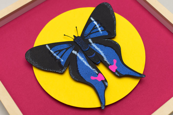 Rhetus Periander Butterfly