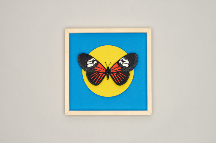 Graphium Weiskei Butterfly